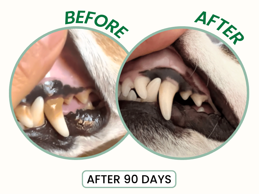 Freshen Your Dog's Breath — Without Brushing