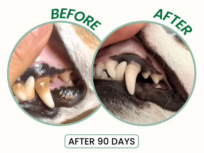 Freshen Your Dog's Breath — Without Brushing